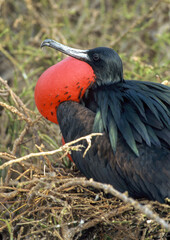 Naklejka premium Frégate du Pacifique, Grande frégate, .Fregata minor, Great Frigatebird, Arcchipel des Galapagos, Equateur