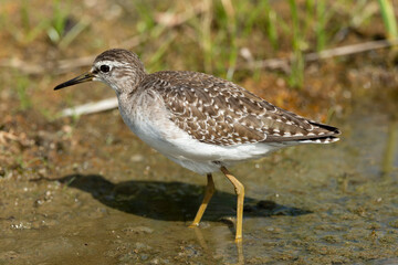 Chevalier sylvain,.Tringa glareola , Wood Sandpiper