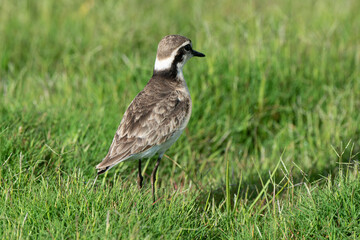 Gravelot pâtre, Pluvier pâtre,.Charadrius pecuarius, Kittlitz's Plover