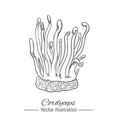 Hand drawn cordyceps mushroom. Natural medicine ingredient. Vector illustration.