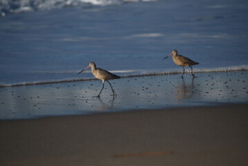 shorebirds
