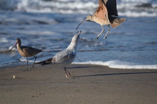 Bird Fight