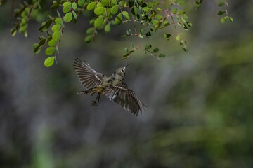 Ruby-crowned Kinglet (Regulus calendula) in Flight
