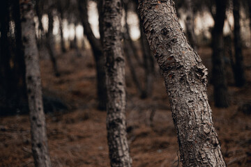 Fototapeta premium Arboles de bosque