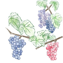 hand drawn grapes