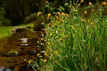 Wildflowers and Trail 