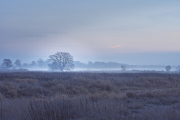 Fototapeta premium Landschaft mit Baum im Nebel zum Sonnenaufgang und braunem Gras im Vordergrund