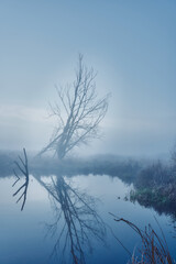 Baum im Nebel mit Wasser und Spiegelung im Vordergrund