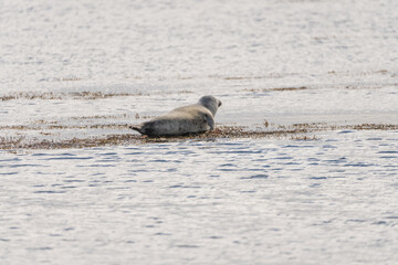 Seals chilling in the Beach, Iceland