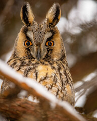 Long-eared owl