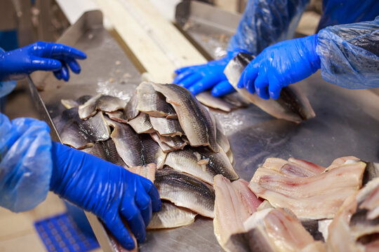 Workshop of fish processing factory.