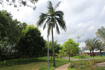 palm trees in the park
