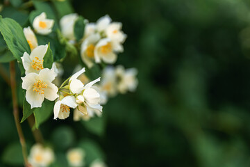 Fototapeta premium Beautiful white jasmine blossom flowers in spring time. Background with flowering jasmin bush. Inspirational natural floral spring blooming garden or park. Flower art design. Aromatherapy concept
