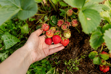Gardening and agriculture concept. Woman farm worker hand harvesting red ripe strawberry in garden. Woman picking strawberries berry fruit in field farm. Eco healthy organic home grown food concept