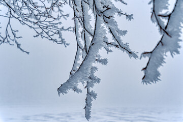 snow covered tree