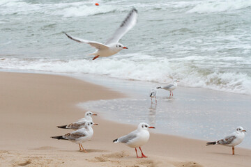 Mewa nad morzem | Seagull next to the sea