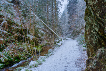 stream in the forest