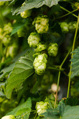 Farming and agriculture concept. Green fresh ripe organic hop cones for making beer and bread,...