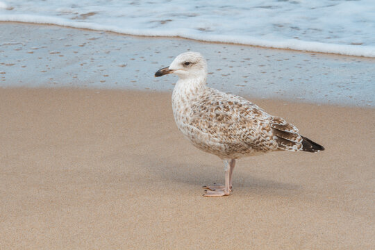 Mewa nad morzem | Seagull next to the sea
