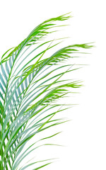 green palm leaves transparent