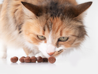 Curios cat sniffing on kibbles or treats with grey background. Cute fluffy calico kitty crouching behind a pile of beef pet food pieces. Pet or cat unsure of food or picky eater. Selective focus.