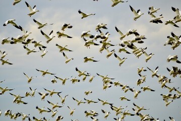 Flock of Geese