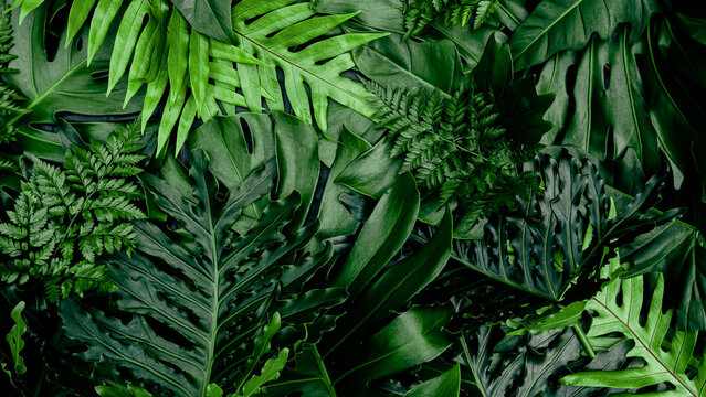 Tropical leaves and dark nature background, flat lay design.