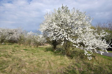 Kwitnące drzewo  mirabelki pośród łąk na wsi na tle pogodnego błękitnego nieba kwiat...