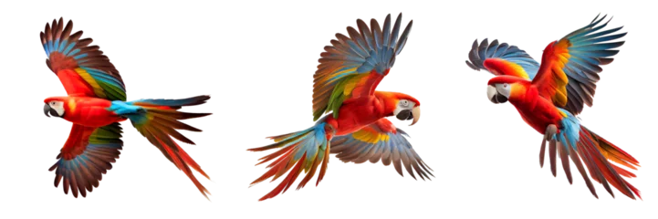 Foto op Canvas red macaw on transparent background for decorating projects. AI generative © I LOVE PNG