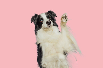 Cute puppy dog border collie with funny face waving paw isolated on pink background. Cute pet dog. Pet animal life concept