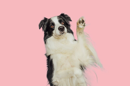 Cute Puppy Dog Border Collie With Funny Face Waving Paw Isolated On Pink Background. Cute Pet Dog. Pet Animal Life Concept