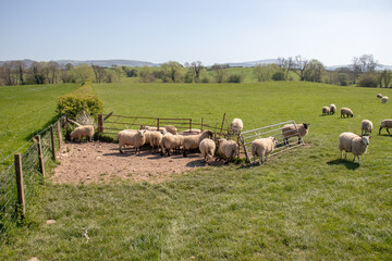 Sheep grazing in the summertime meadow.