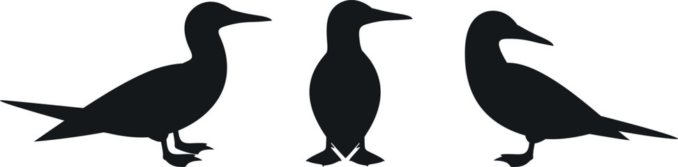Booby silhouette. Isolated booby on white background. Gannet