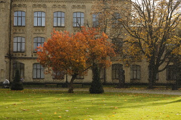 Naklejka premium autumn in the park