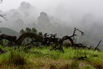 Landscape With Fallen Branch