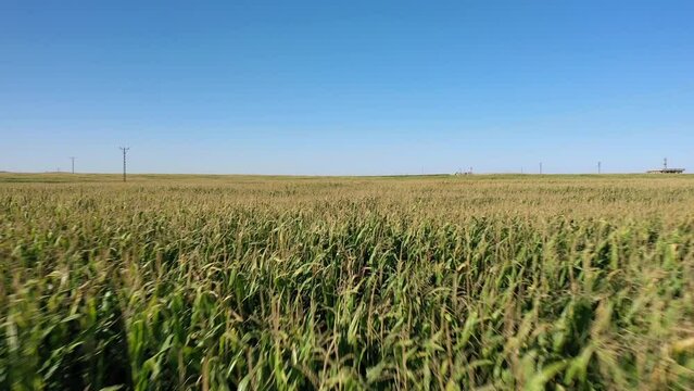 Harran, crop fields, drone footage skimming fields, oe01