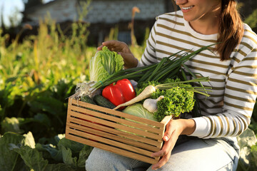 Woman harvesting different fresh ripe vegetables on farm, closeup