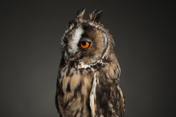 Beautiful eagle owl on grey background, closeup. Predatory bird