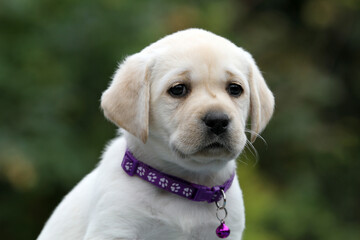 yellow labrador retriever in autumn close up