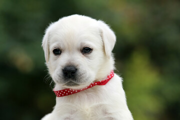 yellow labrador retriever in autumn close up