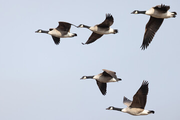 Canada Goose