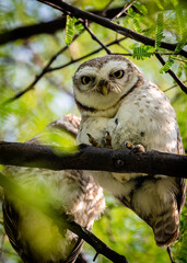 Bird and Wildlife photography 