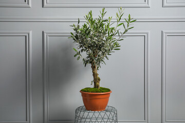 Olive tree in pot near white wall. Interior element