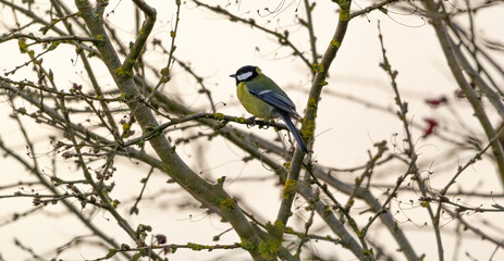 Obraz premium small great tit (Parus major) sitting on a bush with blured background 