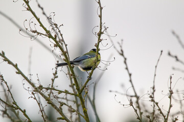 small great tit (Parus major) sitting on a bush with blured background 
