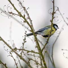 small great tit (Parus major) sitting on a bush with blured background 