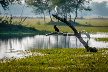 Bird and Wildlife photography 