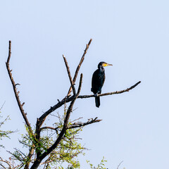 Bird and Wildlife photography 