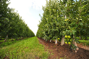 green ripe apples on the branches of apple trees in the orchard against the background of green grass and sky. Agriculture, harvest