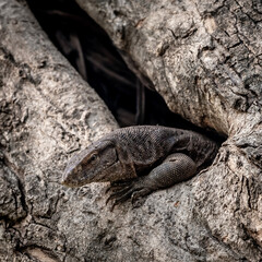 Bird and Wildlife photography 